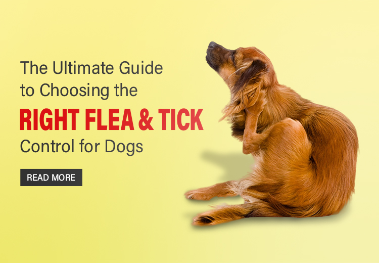 Best Flea and Tick Control for Dogs